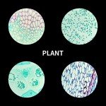 100 Microscope Slides with Specimens for Education
