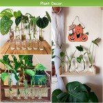 40 Clear Plastic Test Tubes with Screw Caps