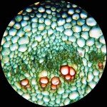 AmScope PS50 Microscope Slide Set – 50 Prepped Slides