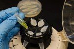 0.5ml Microcentrifuge Tubes, 2000PCS with Lids