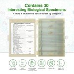 30 Prepared Microscope Slides with Specimens for Kids