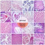 30 Prepared Microscope Slides with Specimens for Kids