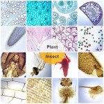30 Prepared Microscope Slides with Specimens for Kids