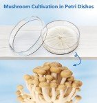 60mm Glass Petri Dishes with Lids - Pack of 5