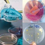 30 Pack 60mm Sterile Plastic Petri Dishes