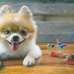 20 Pack 10ml Sterile Disposable Syringes, 18Ga