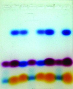 Walter Modern Biology Electrophoresis Experimental Kit