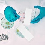 500pcs Grade 1 Chromatography Paper Strips - 3x1 Inches