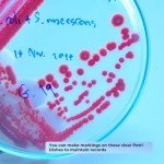 Clear Petri Dishes with Lid - 100 Pack