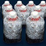 PTFE Filter Discs for Mushroom Cultivation (24pcs)