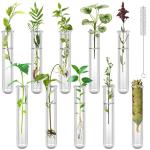 Clear 10-Pack Test Tubes for Plant Propagation