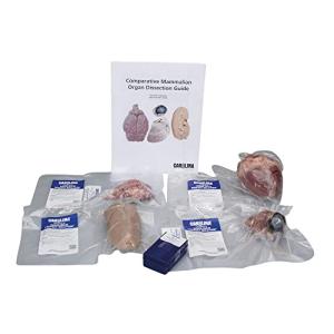 Carolina Mammalian Organ Dissection Kit with Slides