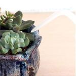 ZYHW 1000ml Bent Tip Plastic Squeeze Bottle