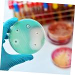 10 Transparent Plastic Petri Dishes with Lids