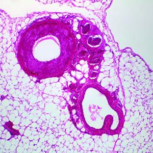 Cat and Dog Artery & Vein Microscope Slide
