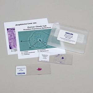 Animal Cells Microscope Slide Set by Carolina