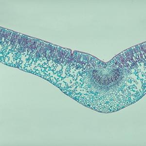 Microscope Slide Set for Animal and Plant Cells