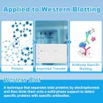 Western Blot Transfer Buffer, 500mL Bottle, 10×