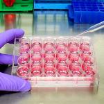 24-Well Plastic Cell Culture Plate for Labs