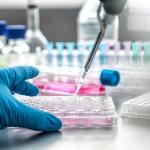 24-Well Plastic Cell Culture Plate for Labs