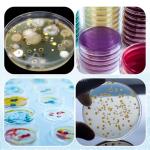 Clear Plastic Petri Dishes with Lids - 24 Pack