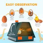 Incubator for Hatching Eggs - Ideal for All Ages - Automatic Turner and Humidity Control - Integrated Candler - 10 Eggs - Okkobi M10 - Green & Orange