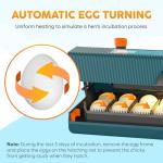 Incubator for Hatching Eggs - Ideal for All Ages - Automatic Turner and Humidity Control - Integrated Candler - 10 Eggs - Okkobi M10 - Green & Orange