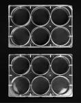 QWORK 6-Well Plastic Tissue Culture Plates, 10 Pcs