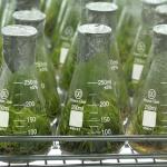 Erlenmeyer Flask Set - 50ml, 150ml, 250ml