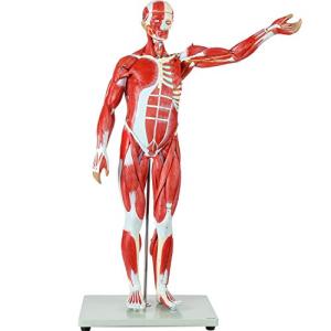 Axis Scientific 27-Part Human Muscle and Organ Model