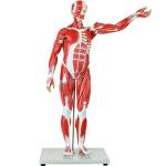 Axis Scientific 27-Part Human Muscle and Organ Model