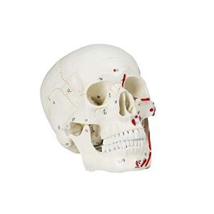 Vision Scientific VAL208 Marked Human Skull Model