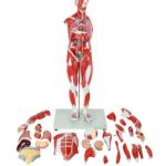 Axis Scientific 27-Part Human Muscle and Organ Model
