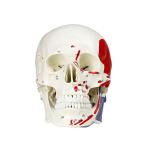 Vision Scientific VAL208 Marked Human Skull Model