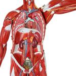 Axis Scientific 27-Part Human Muscle and Organ Model