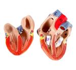 Axis Scientific 27-Part Human Muscle and Organ Model