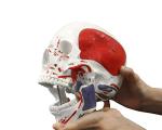 Vision Scientific VAL208 Marked Human Skull Model