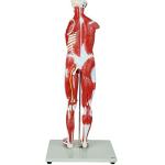 Axis Scientific 27-Part Human Muscle and Organ Model