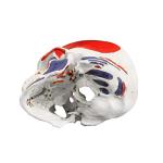 Vision Scientific VAL208 Marked Human Skull Model