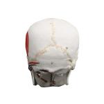 Vision Scientific VAL208 Marked Human Skull Model