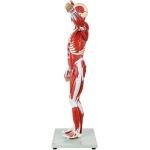 Axis Scientific 27-Part Human Muscle and Organ Model