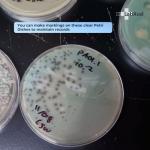 Transparent Petri Dishes with Lid - 50 Pack