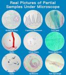 Kids Microscope Slides Set - 60 Prepared Specimens