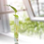 50 PCS Clear Plastic Test Tubes with Caps