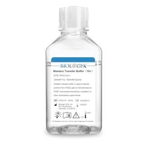 Western Blot Transfer Buffer 500mL for Analysis