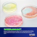 anlab™ Nutrient Agar Science Project Kit - 10 Plates