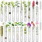 Clear Test Tubes for Plant Propagation and Decor