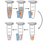 SergiLab Magnetic Beads for DNA Purification, 50 mL