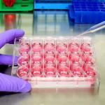 Totority 24-Well Cell Culture Microplate