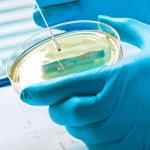 Petri Dishes with Lid 10-Pack, 2.36 Inch